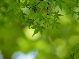 新緑のモミジ