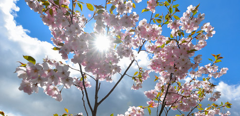 Naklejka premium rosa Blüten im Frühling