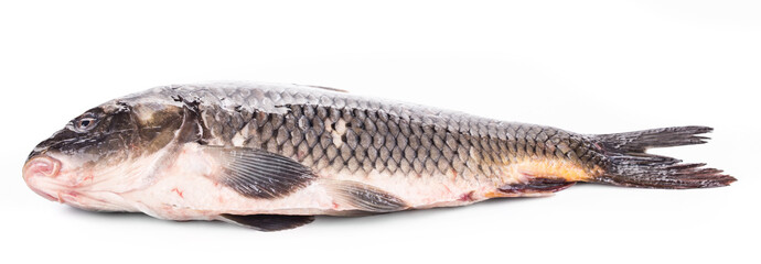 Close up of carp fish. 