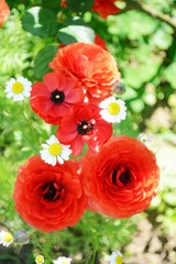 Fototapeta premium 赤いラナンキュラス