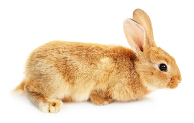 Cute brown rabbit isolated on white