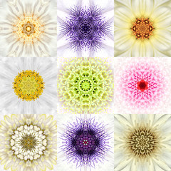 Collection of Nine White Concentric Flower Mandalas. Concentric