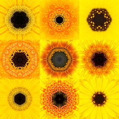 Collection of Nine Yellow Concentric Flower Mandala Kaleidoscope