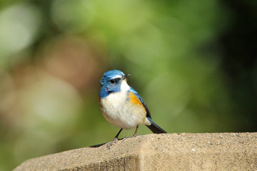 日本のルリビタキ