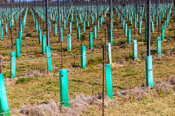 Fototapeta premium newly planted orchards organized into rows
