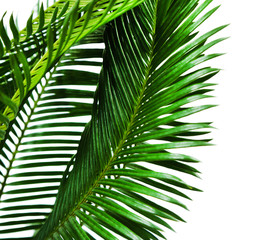 Green palm branches on light background