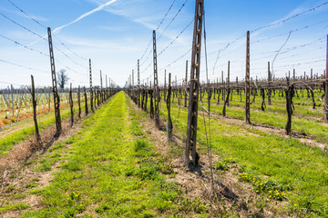 Fototapeta na wymiar newly planted vineyards organized into rows
