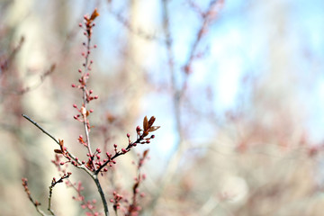 Fresh spring leaves on branch, on blue sky background