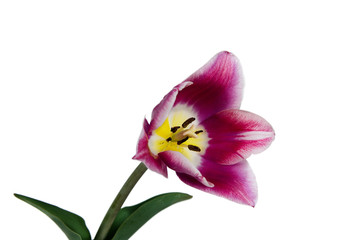 Fototapeta na wymiar Pink tulip isolated on white.