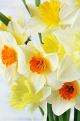 Fototapeta na wymiar Fresh narcissus flowers, closeup