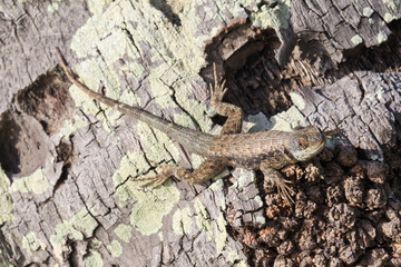 Lizard on trunk detail