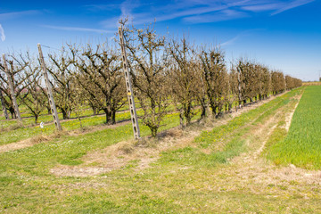 orchards organized into rows
