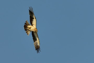 The Booted Eagle (Aquila pennata)
