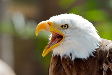 The Bald Eagle (Haliaeetus leucocephalus) portrait