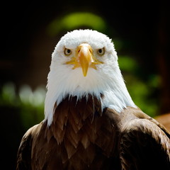 The Bald Eagle (Haliaeetus leucocephalus) portrait © bereta
