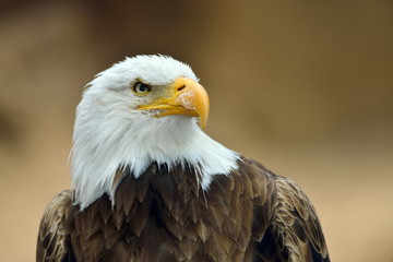 The Bald Eagle (Haliaeetus leucocephalus) portrait