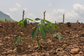 The cassava farm at the countryside