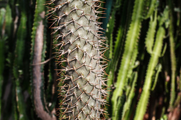 Large barrel cactus