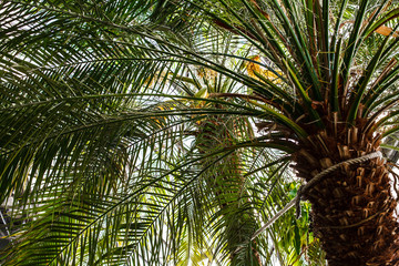 Obraz na płótnie Canvas Palm tree in the greenhouse 