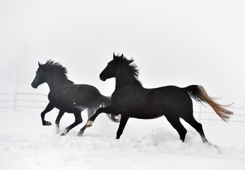 Naklejka na ściany i meble Beautiful horse running in winter