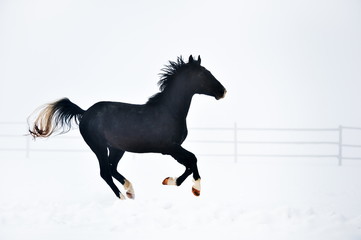 Obraz na płótnie Canvas Beautiful horse running in winter