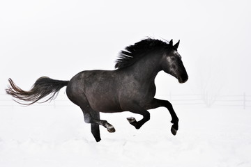 Naklejka na ściany i meble Beautiful horse running in winter