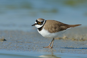 little ringed plover (Charadrius dubius)