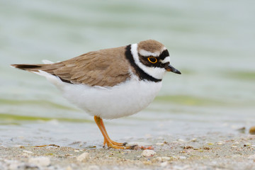 little ringed plover (Charadrius dubius)