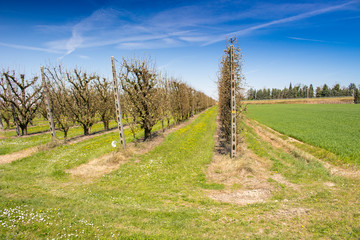 orchards organized into rows