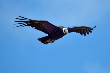 Fototapeta premium Andean Condor (Vultur gryphus) flying