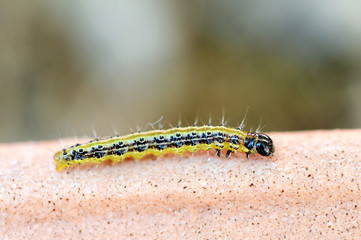 Obraz na płótnie Canvas Black and yellow caterpillar
