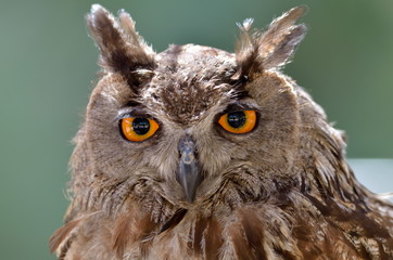 Obraz premium owl portrait