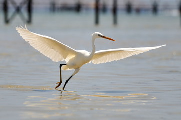 white egret flying (egretta garzetta)