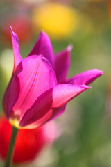 Fototapeta na wymiar pinkfarbene Tulpe
