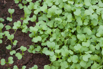 Seedlings of vegetable crops