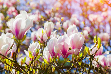 Obraz premium Blooming magnolia flowers in the Keukenhof park