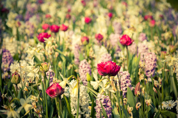 Colorful spring flowers in the Keukenhof park