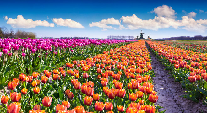 Tulip farm near the Creil town