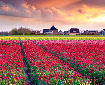 Tulip farm near the Creil town