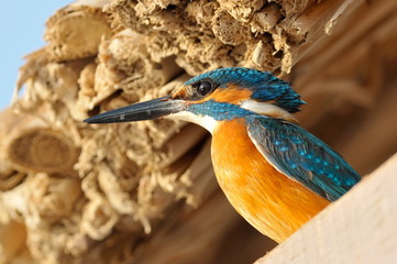 kingfisher (alcedo atthis) in natural habitat