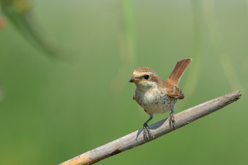 red-backed shrike (Lanius Collurio)