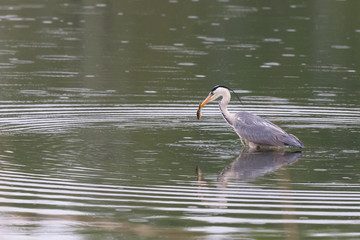 Heron and a fish prey