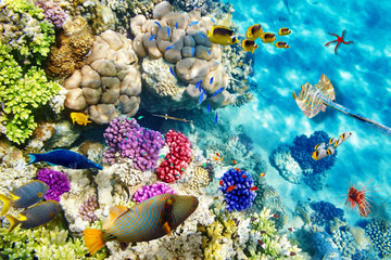 Naklejka premium Underwater world with corals and tropical fish.