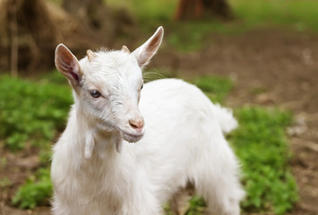 white small goat