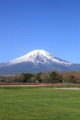 Fototapeta premium 新緑の富士山
