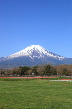 新緑の富士山