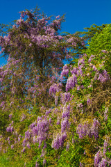Piante rampicante di glicine in primavera