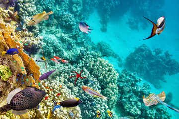 Underwater world with corals and tropical fish.