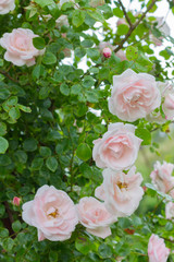 pink roses flowers in green grass in summer garden