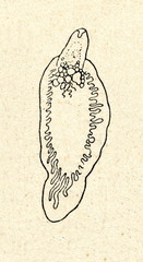 Common liver fluke (Fasciola hepatica)